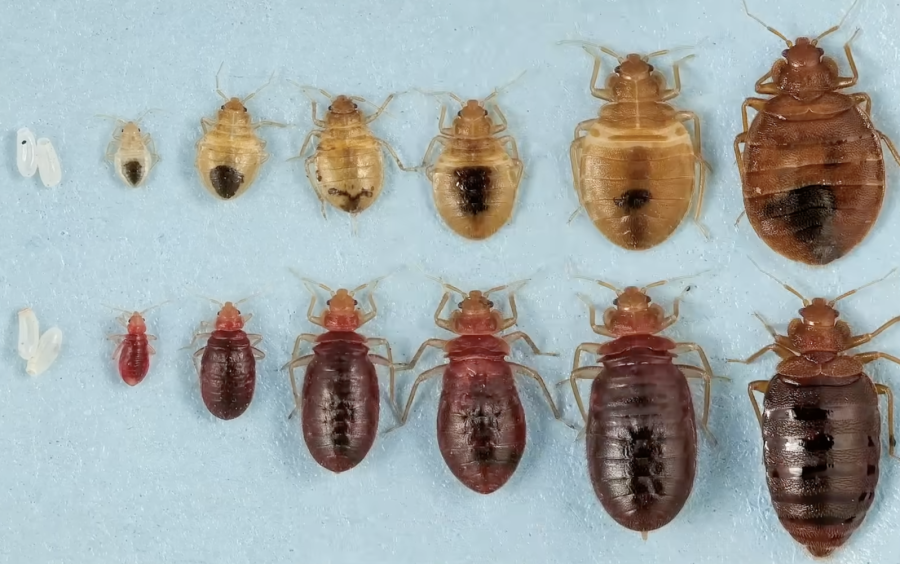bed bug picture in every stage