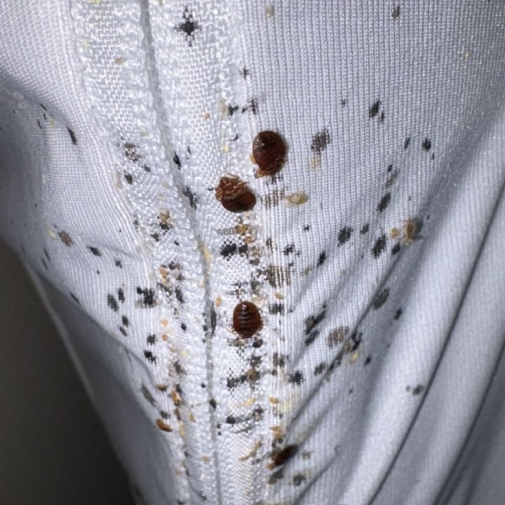 Close-up of dark spotting on the edge of a mattress beside multiple adult bed bugs, indicating bed bug activity.