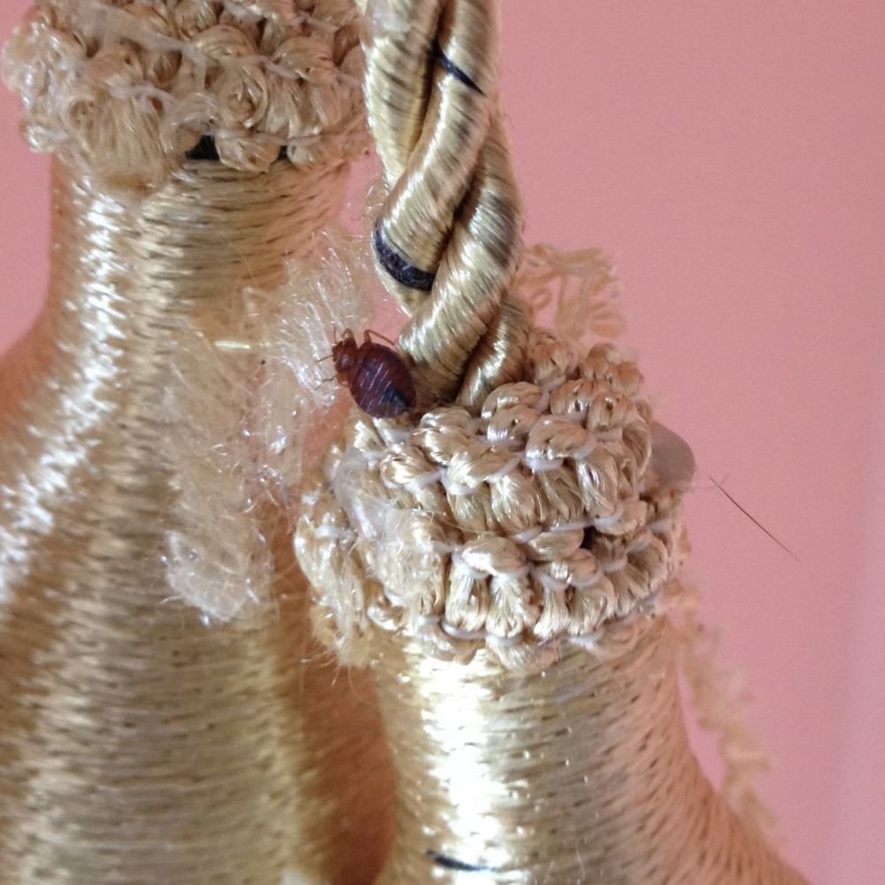 Adult bed bug crawling on a curtain tieback, showing its small size, flat body, and oval shape from a side angle.