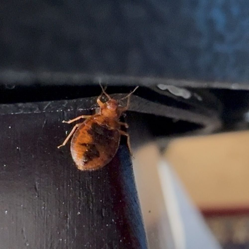 Close-up of a bed bug showing its broad, oval, apple-seed-shaped body with a slightly pointed end and reddish-brown colour.