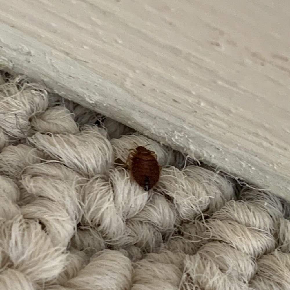 Bed bug on carpet beside a baseboard, with its flat, oval body, six legs, and antennae visible in close-up.