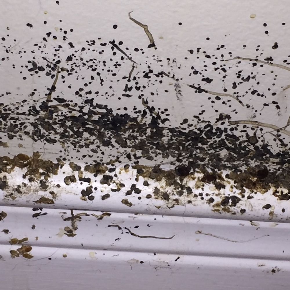 Heavy bed bug infestation on a wall and baseboard, showing dark, slightly raised dried fecal spots clustered along the surface.