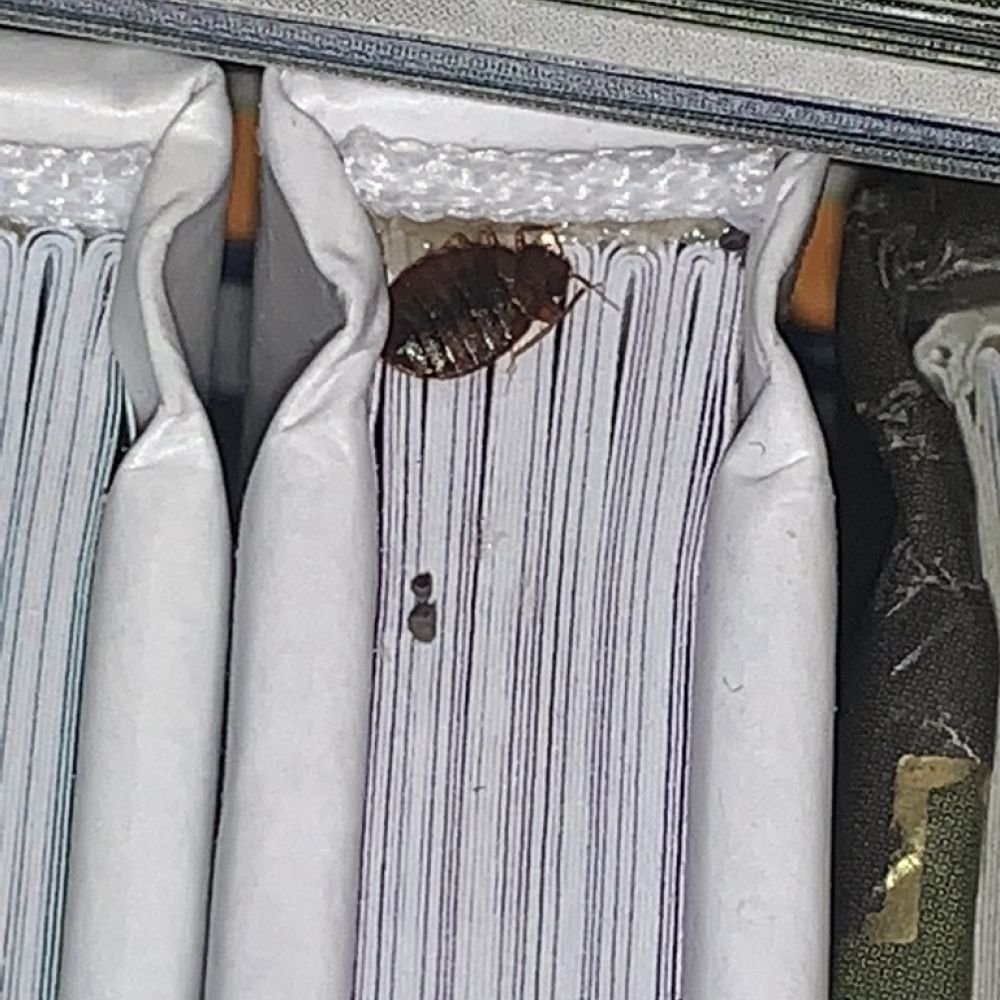 Close-up of a bed bug highlighting its flat, dark-coloured body and textured surface under bright lighting.
