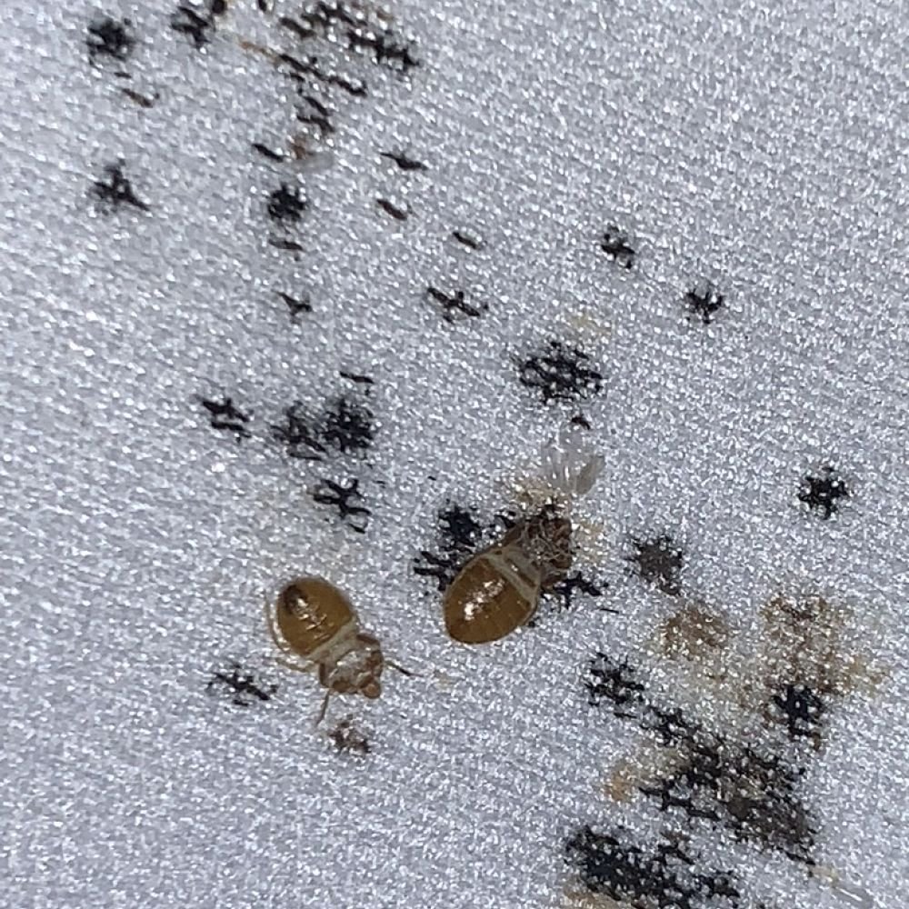 Two light-coloured bed bug nymphs on a mattress beside small black fecal spots.