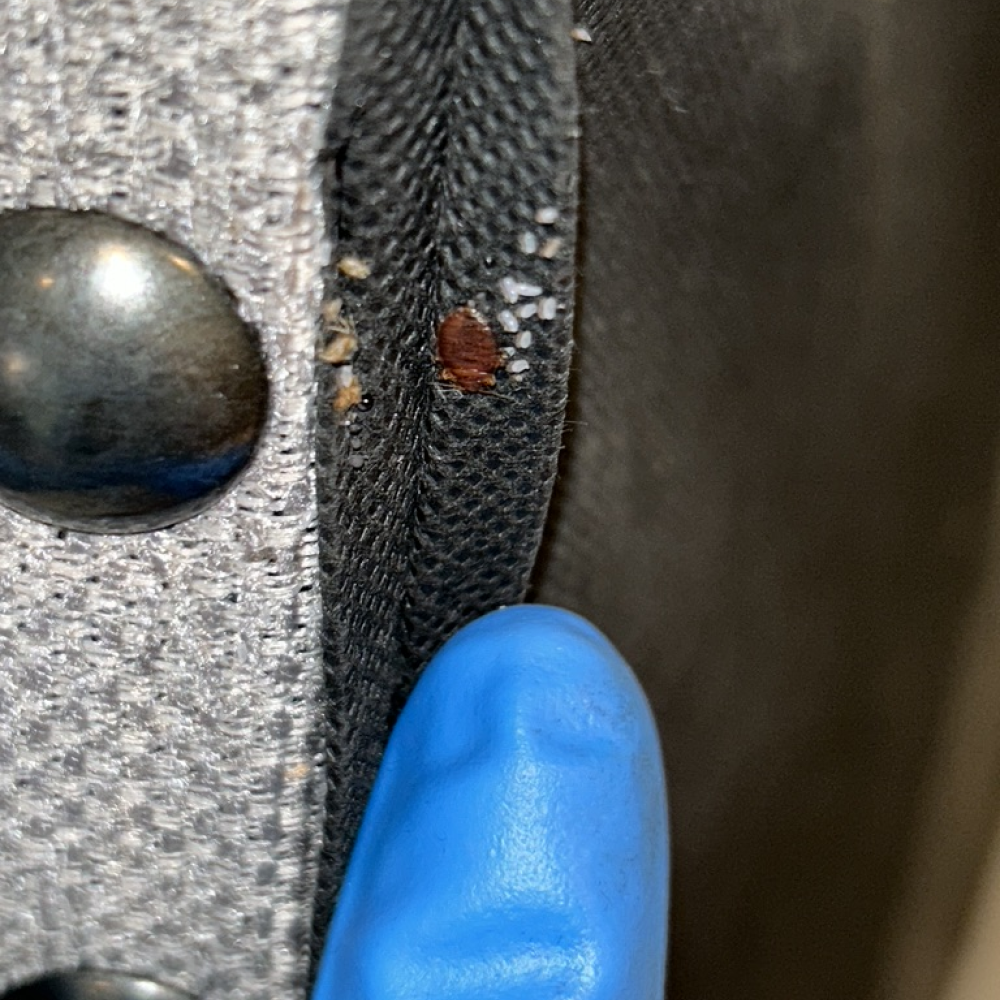 Close-up of an adult bed bug and eggs hidden in the seam at the bottom of a couch, with a gloved finger shown for scale.