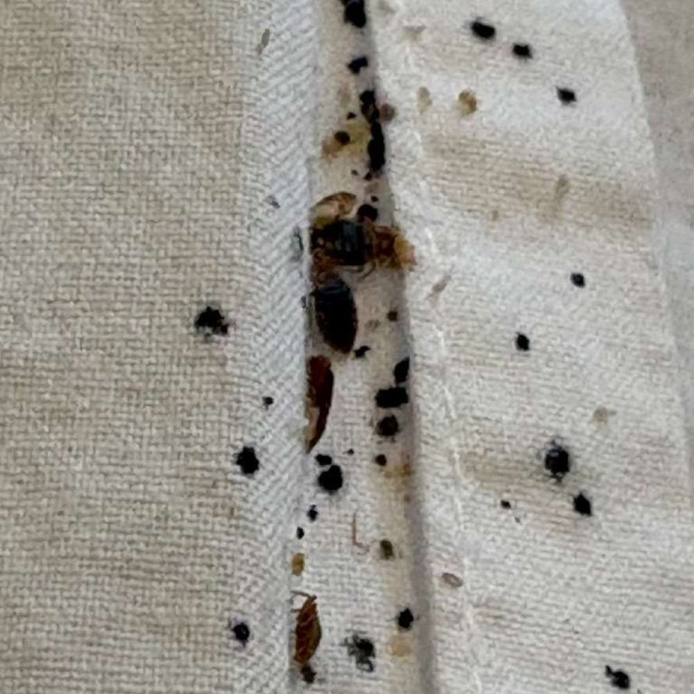 Close-up of bed bug fecal stains on a bed sheet, showing small dark spotting typical of bed bug activity.
