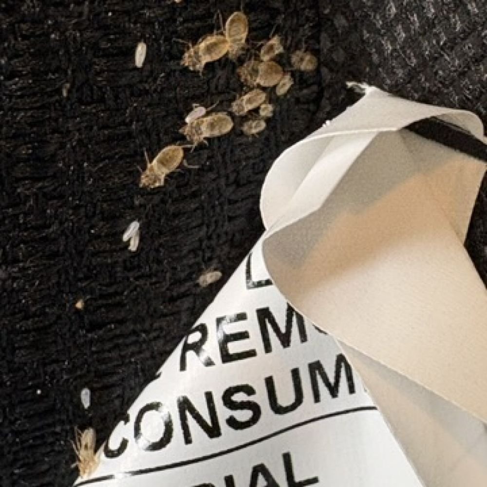 Bed bug shed skins in different sizes alongside a few small eggs, illustrating their relative size and pale coloration.