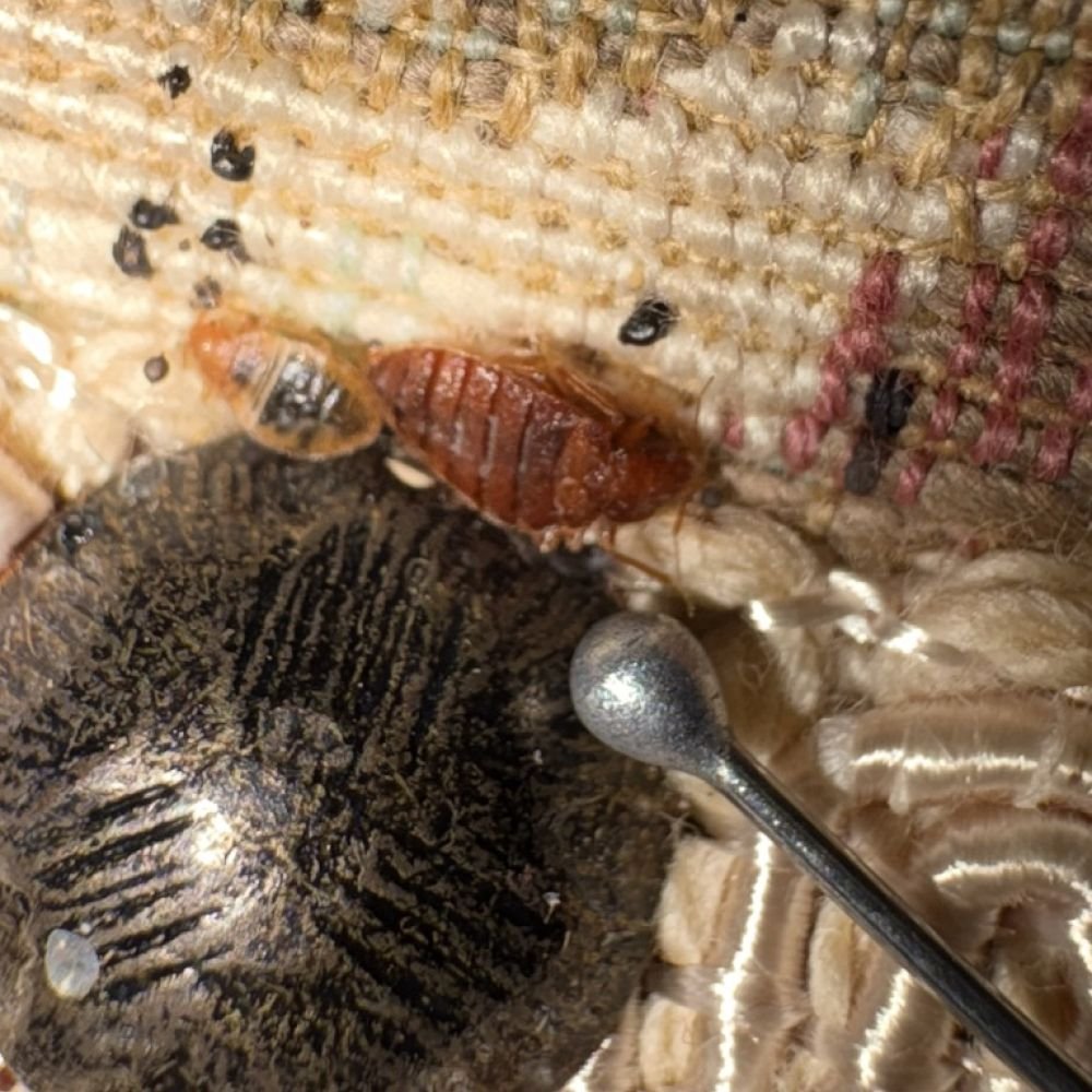 Bed bug nymph beside adult bed bug with a silver pin for size comparison