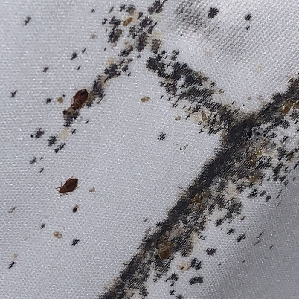 Close-up of heavy bed bug fecal staining on a mattress cover, indicating a severe infestation.