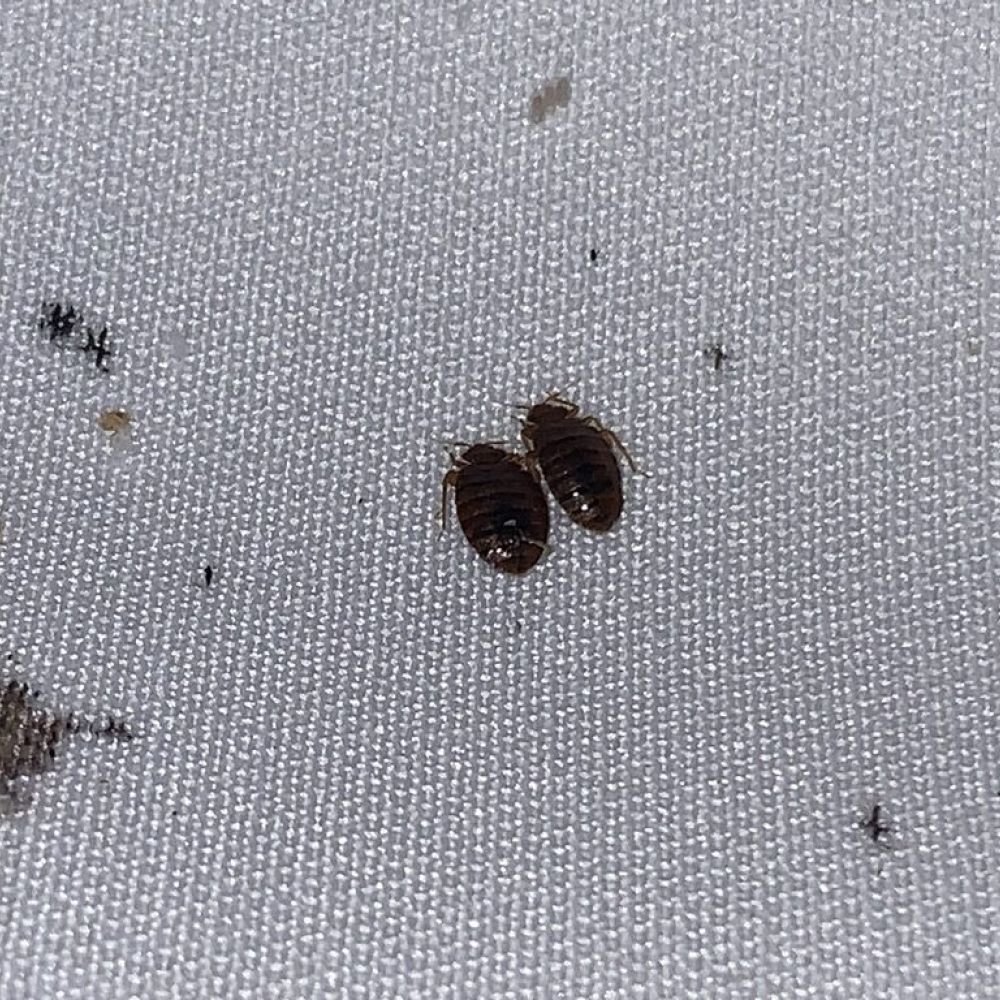 Two adult bed bugs with dark, elongated, plump bodies, likely after feeding.