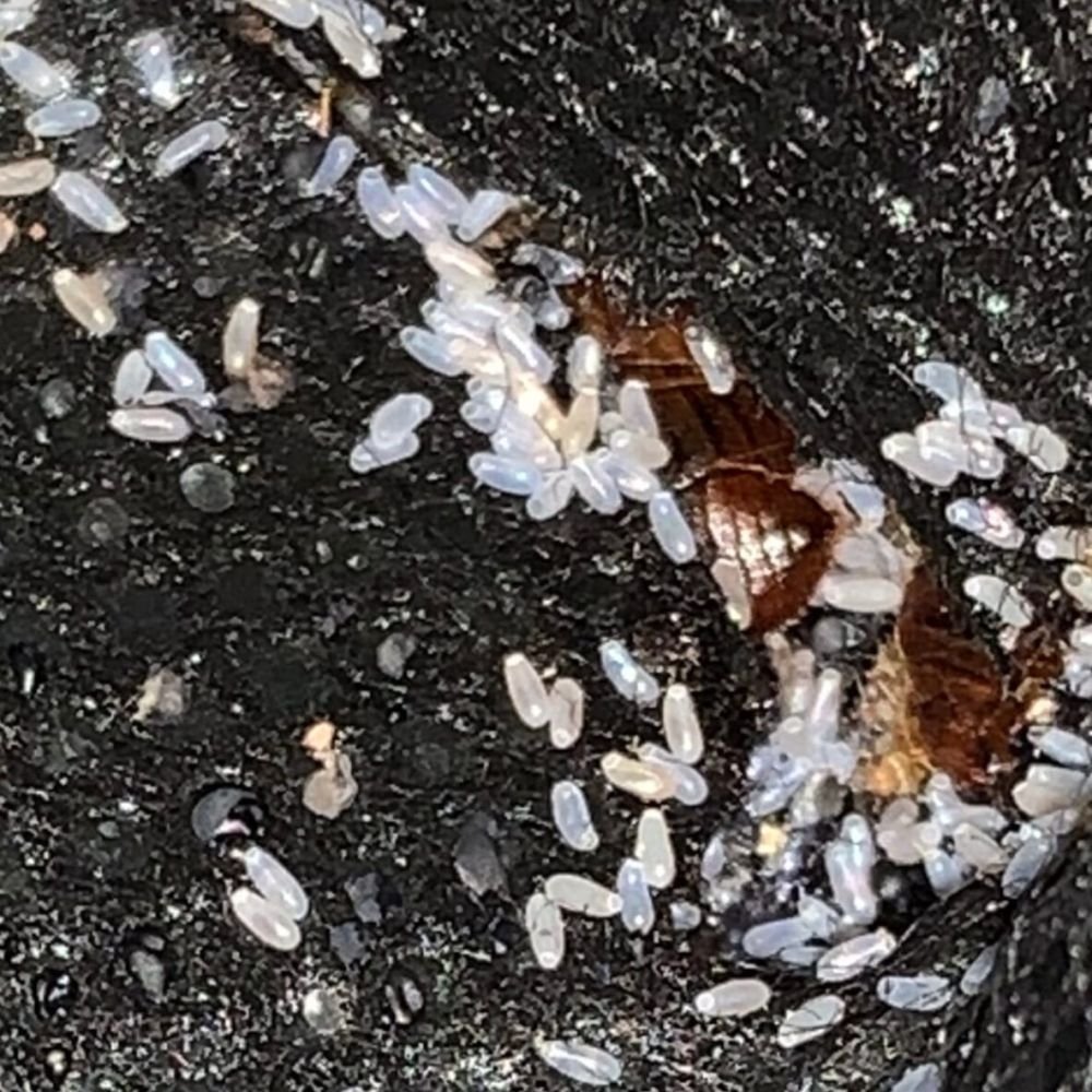 A group of bed bugs clustered together, with several adult bugs visible alongside much smaller eggs, providing a clear sense of scale.