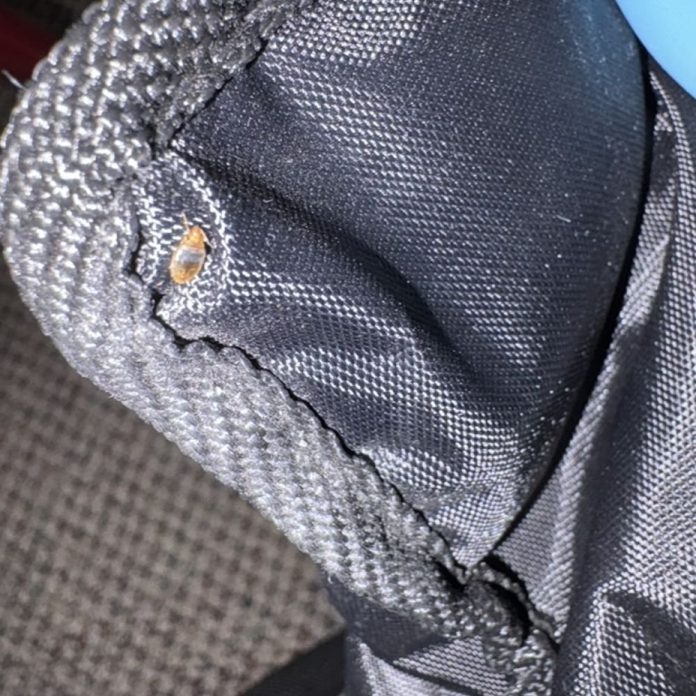 Close-up of a bed bug nymph on a bag with a pale body and dark abdominal spot