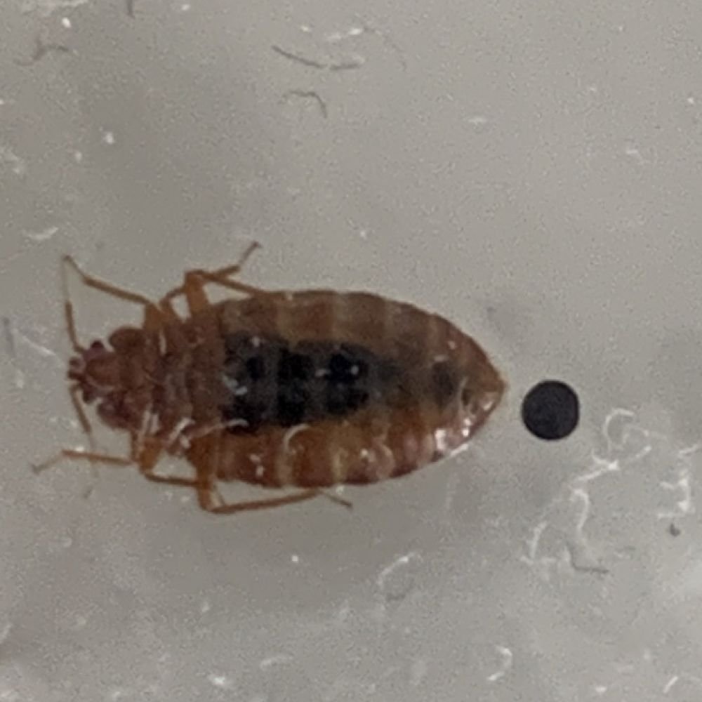 Bed bug shown upside down with six legs and antennae visible; its oval brown body has a pointed abdomen, with a darker center likely from feeding and a small black fecal spot.