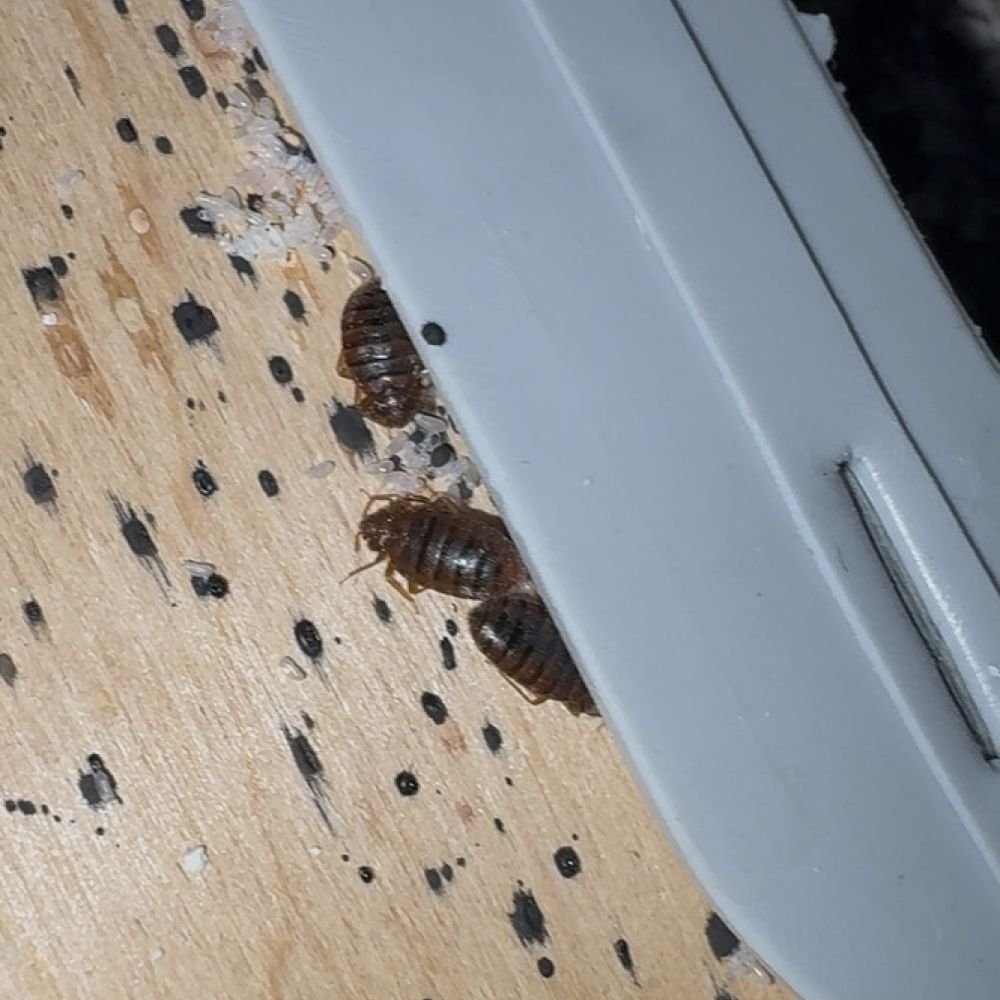 Close-up of bed bug fecal matter on a wooden bed frame beside three adult bed bugs and eggs.