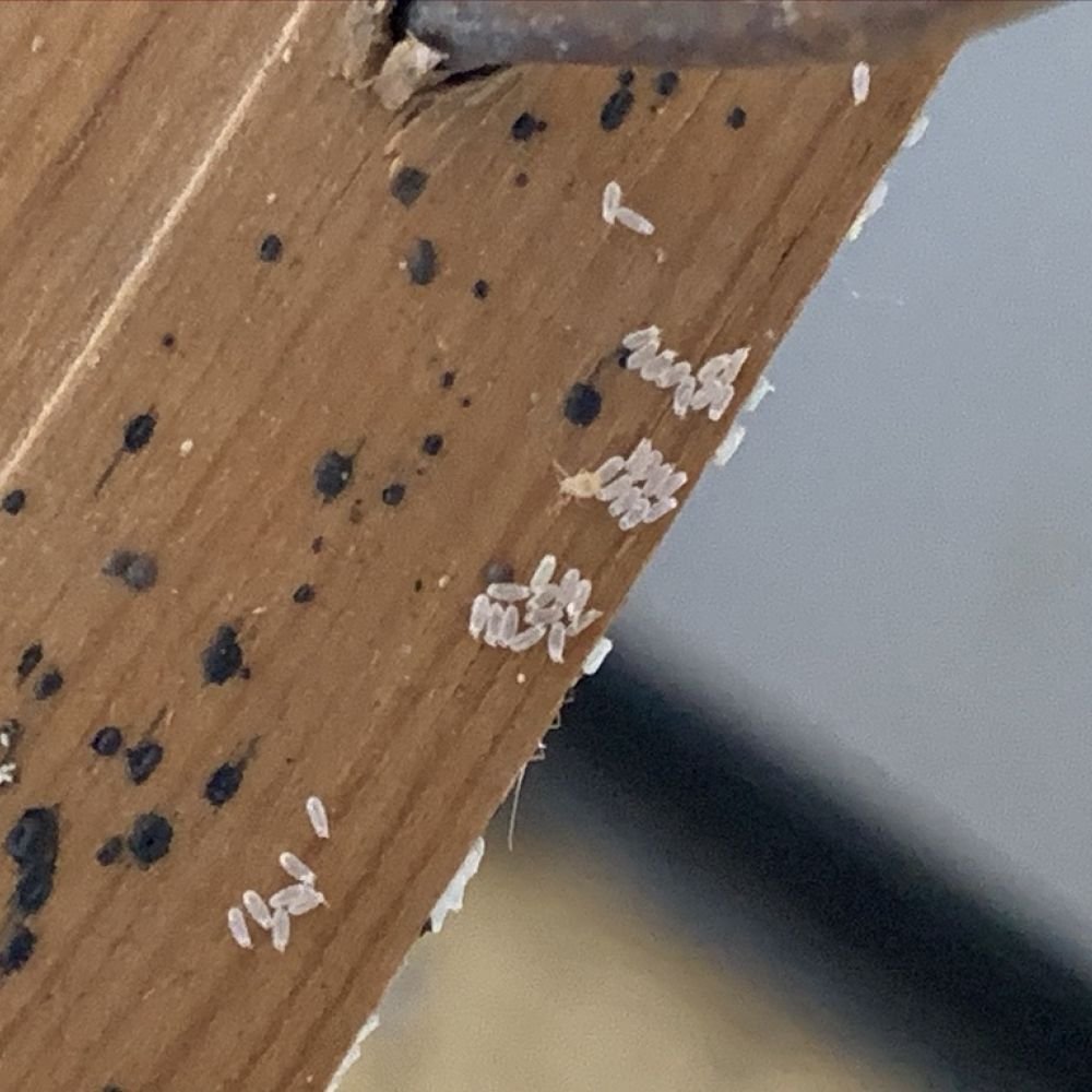 A close-up of a cluster of small eggs attached to a wooden bed frame, appearing firmly stuck to the surface.