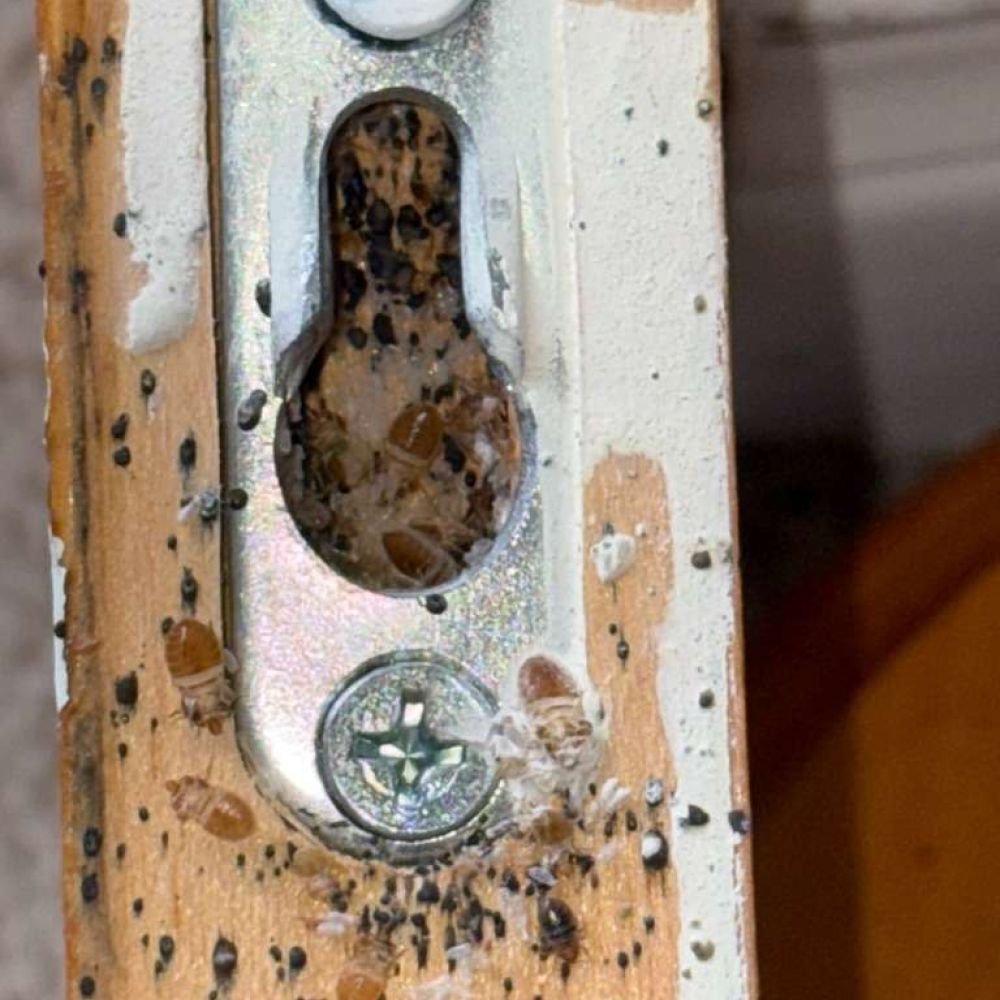 Close-up of bed bugs and nymphs clustered around and inside a screw hole on a bed frame, with visible black fecal spots and a screw for size reference.