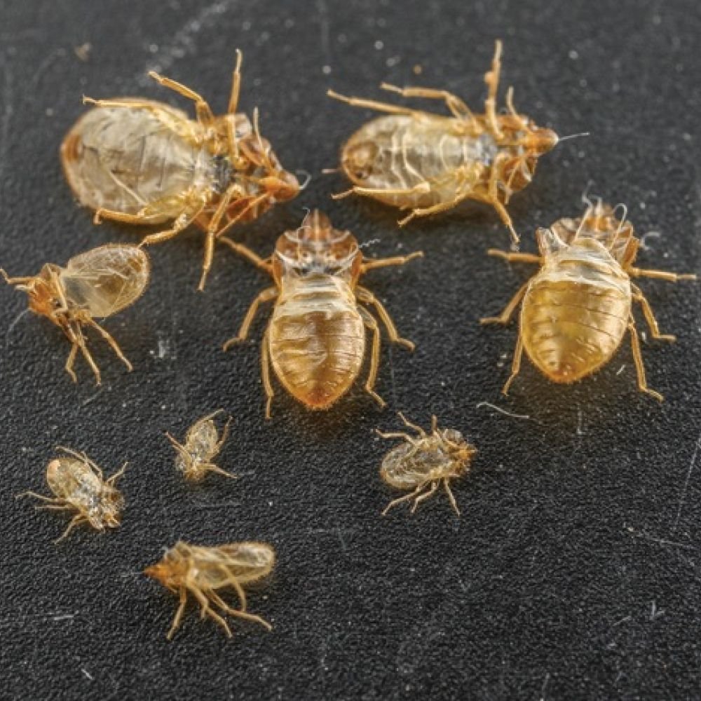 Close-up of multiple bed bug shed skins in varying sizes, showing intact legs and body segments, with a dry, brittle, and fragile appearance.