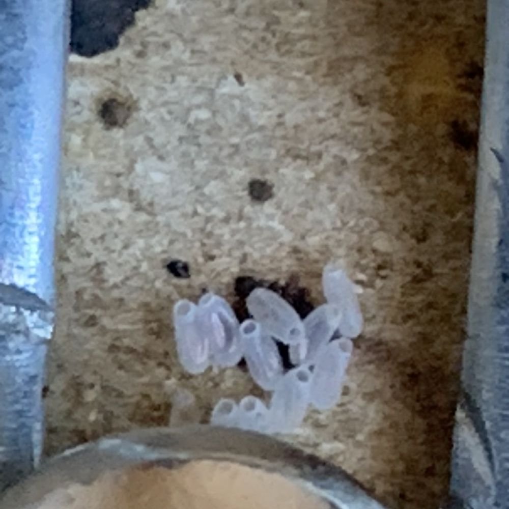 An extreme close-up of hatched bed bug eggs that look empty and nearly translucent, clustered together on a surface.