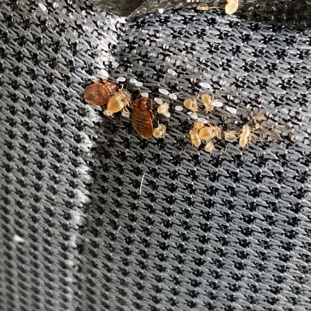 Several pale, translucent bed bug nymphs of different sizes beside a couple of larger adult bed bugs, highlighting the size difference and early unfed stages.