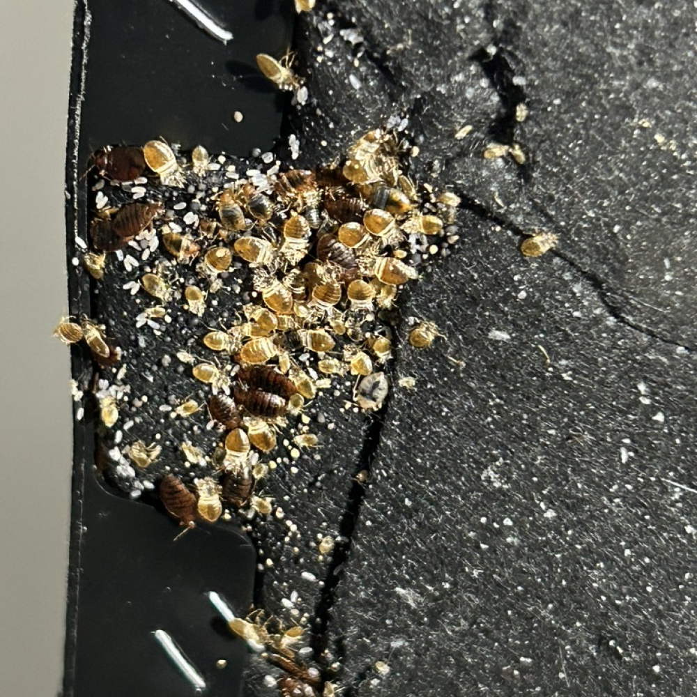 Heavy bed bug infestation on the underside of a box spring, showing numerous small, pale nymphs and a few larger adult bugs.