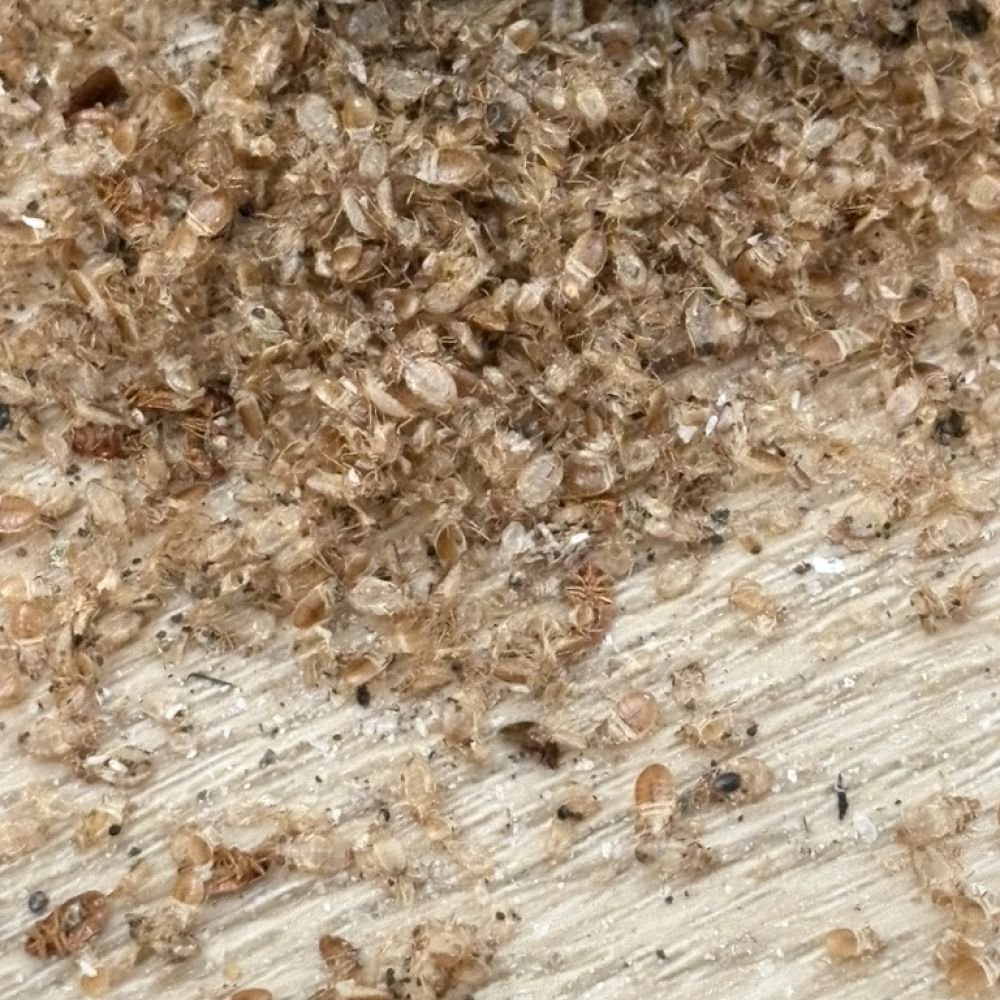 Numerous pale, translucent bed bug shed skins scattered across a light-colored wood floor, showing dry, brittle, bug-shaped shells.